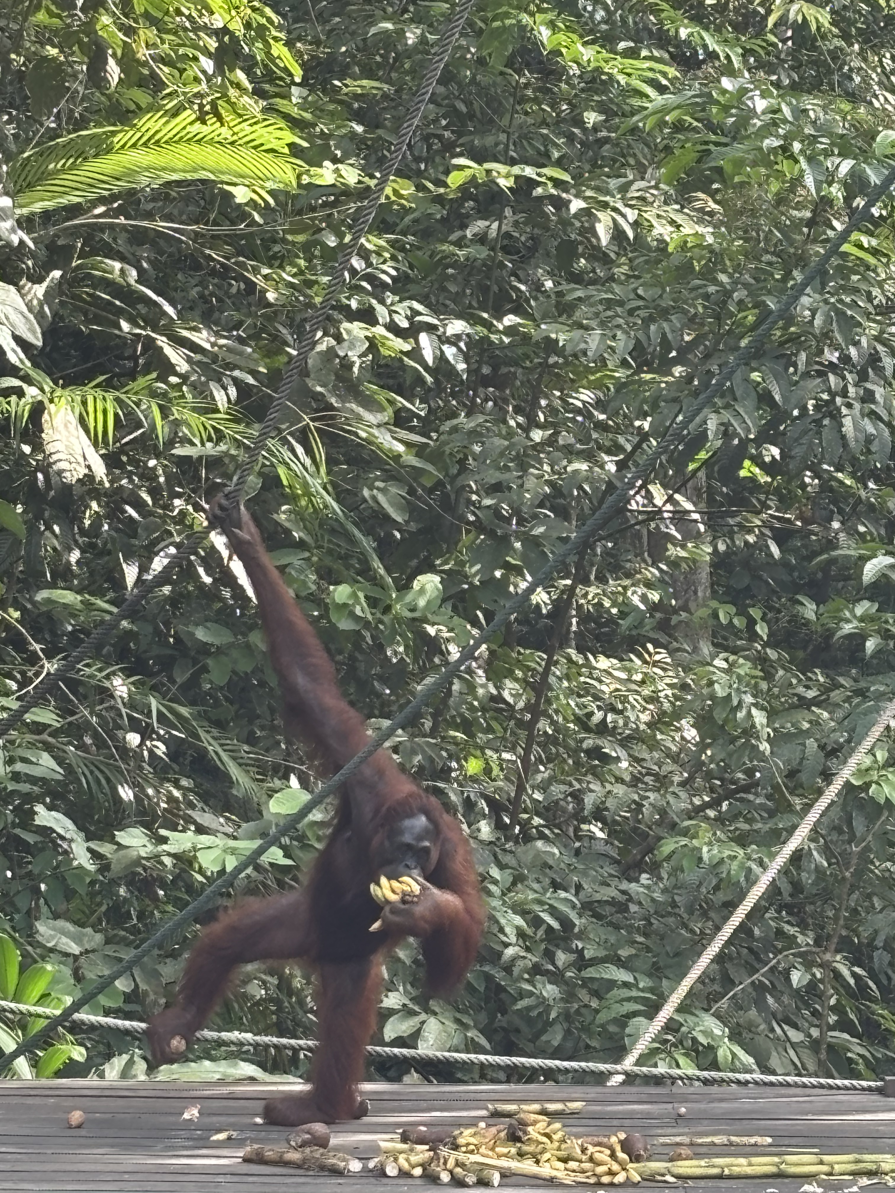 Un orango mangia una banana appeso a una fune nella foresta del Semenggoh Wildlife Centre
