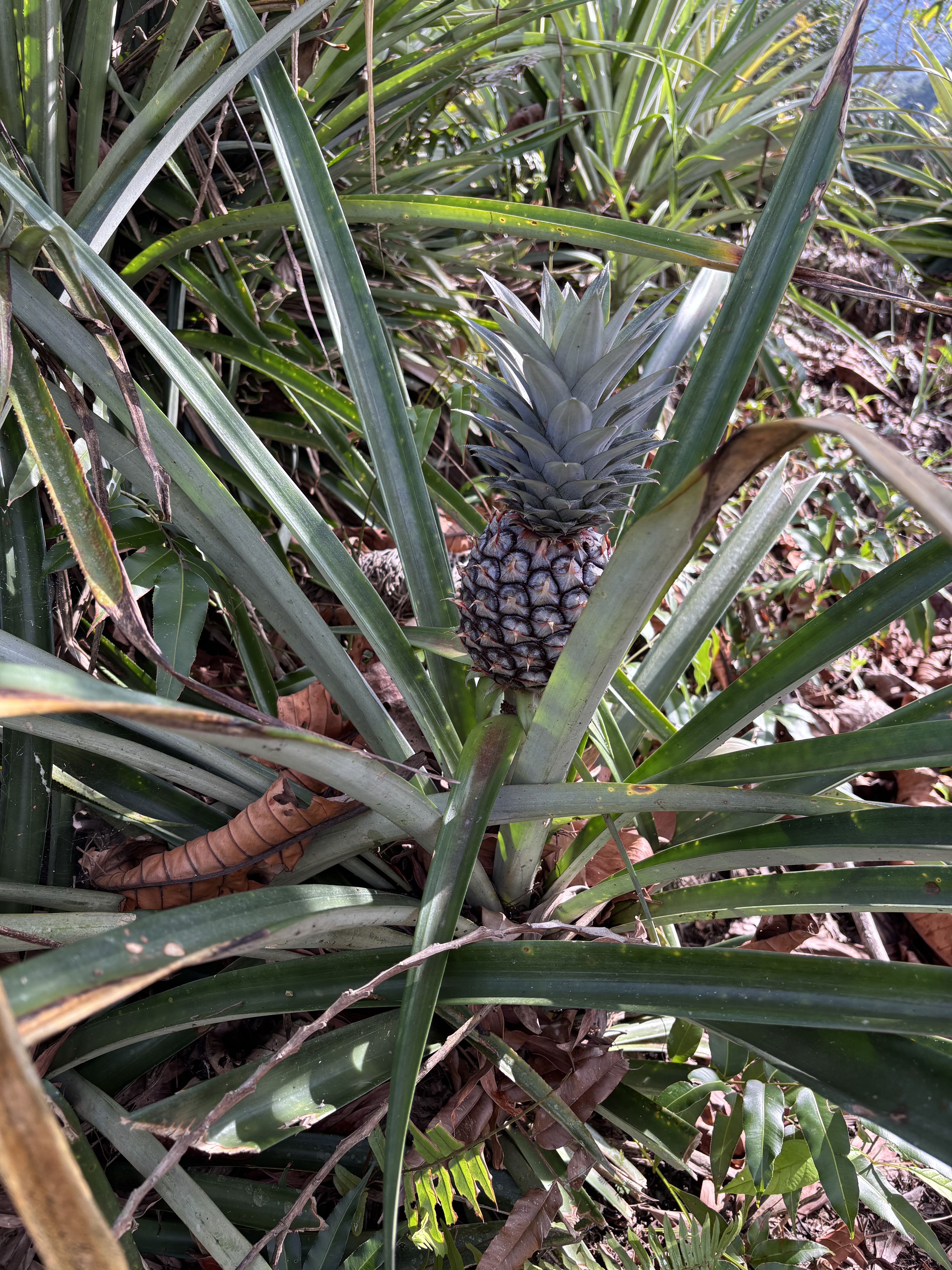 Ananas maturo tra le foglie nella foresta del Sarawak