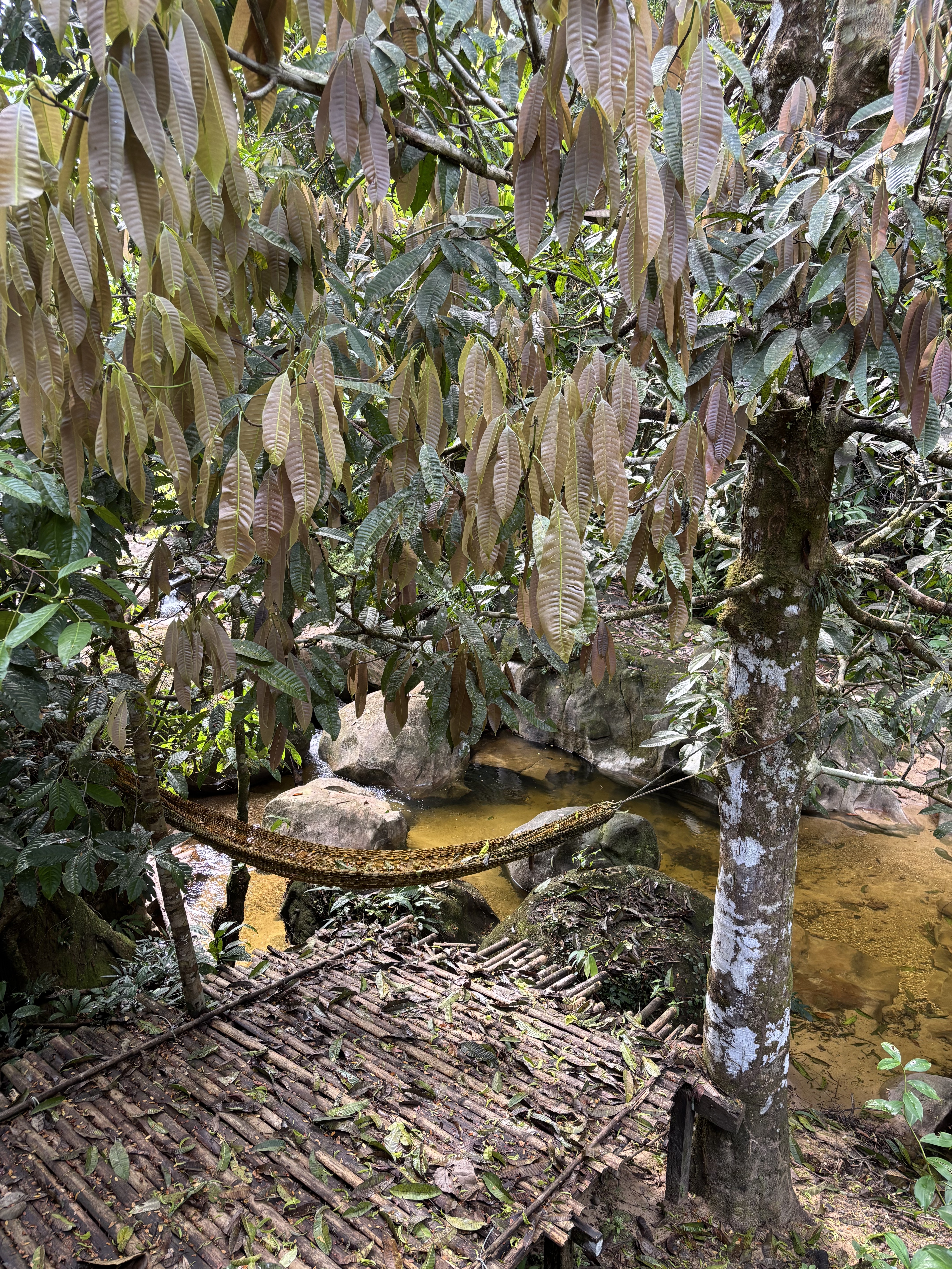 Amaca intrecciata sospesa sopra un ruscello nella foresta del Sarawak, circondata da foglie e rocce