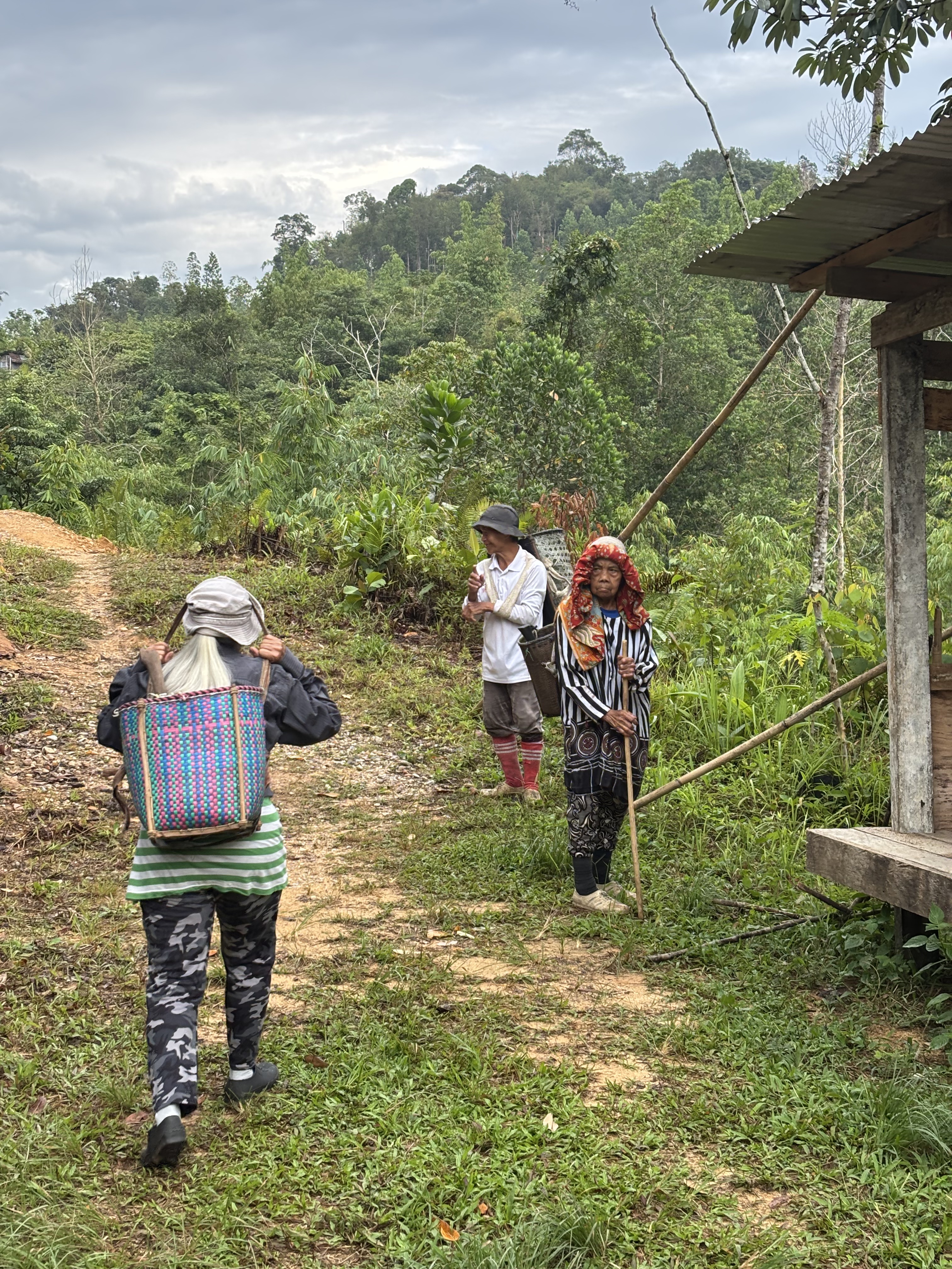 Percorso nella foresta del Sarawak con viaggiatrici e abitanti locali
