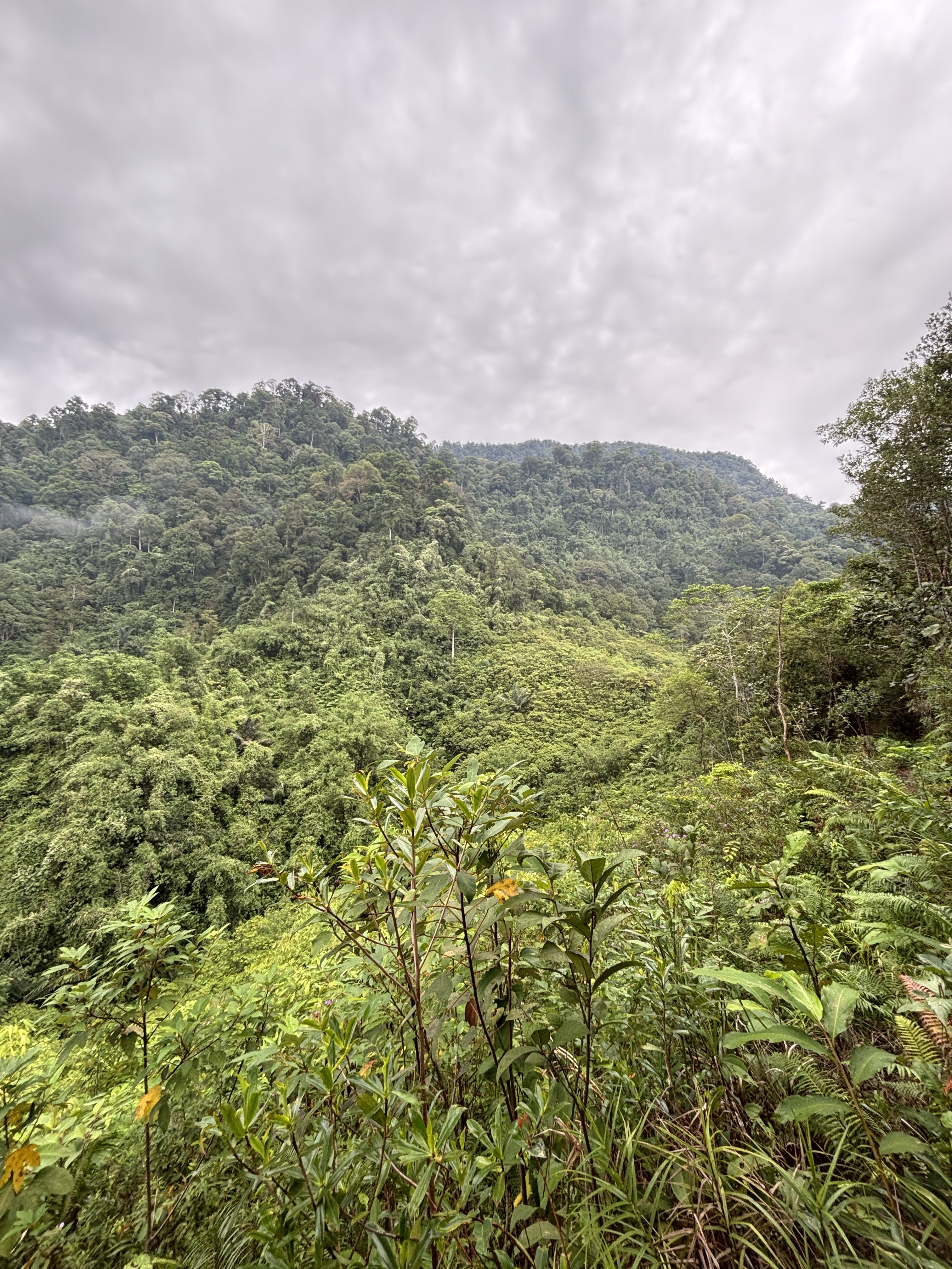 Vista panoramica sulla foresta pluviale del Sarawak
