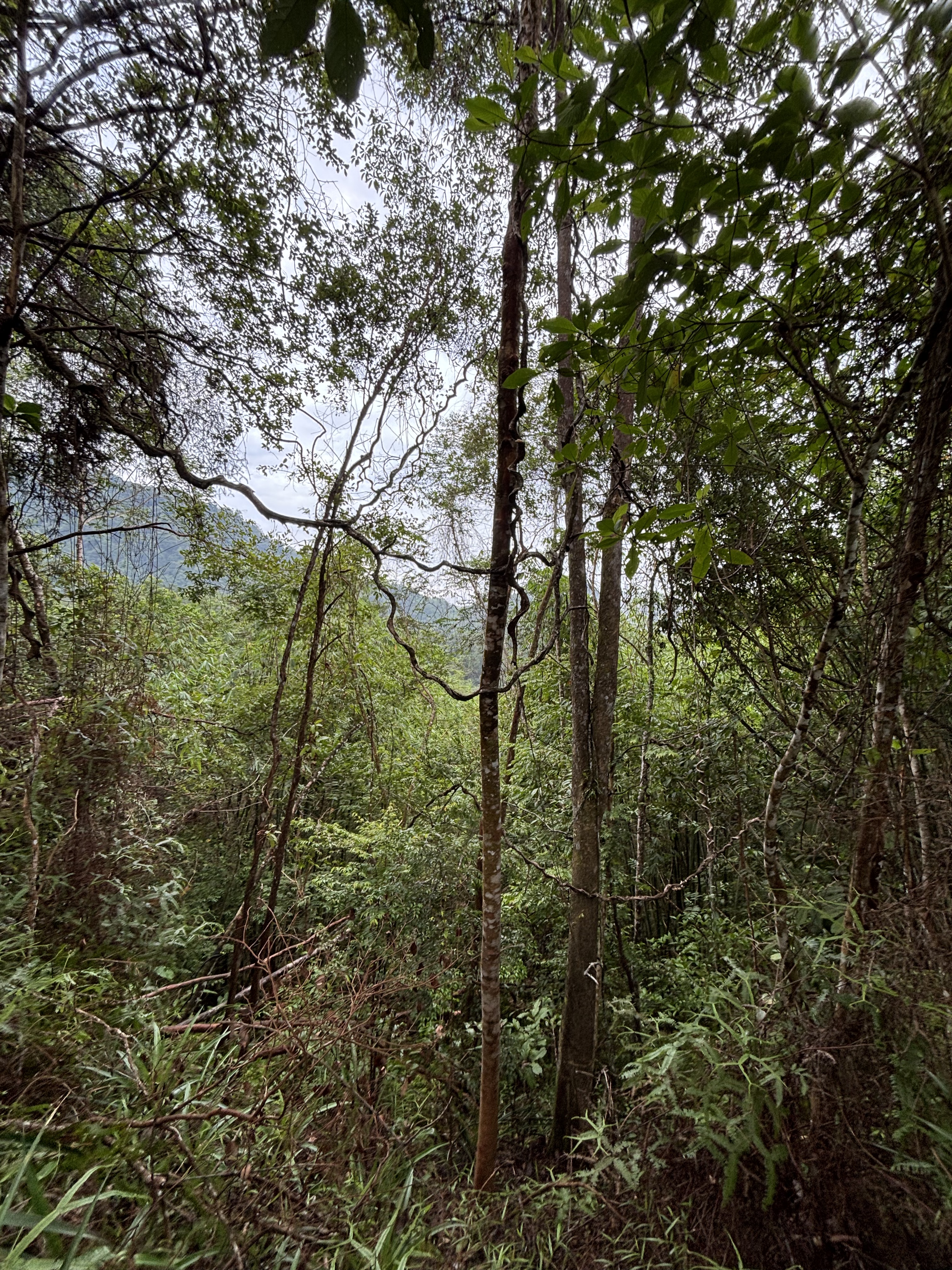 Sentiero immerso nella foresta tropicale del Sarawak