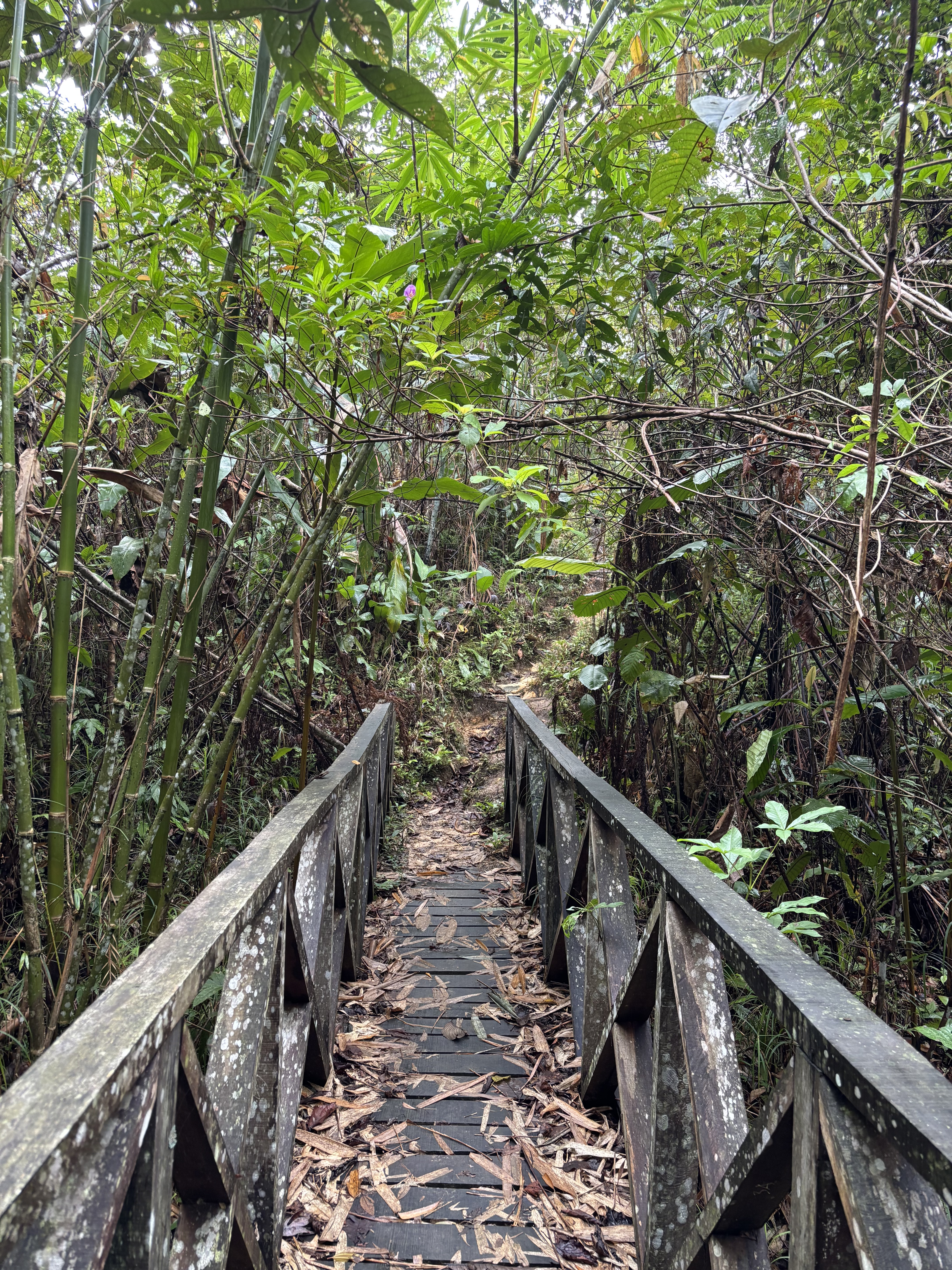 Sentiero su un ponte di legno immerso nella foresta del Sarawak